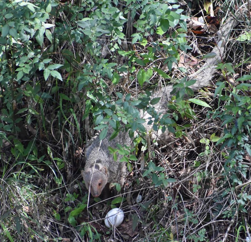 Favorite Himachal Pradesh Moments in 71 Photos 5 the curious mongoose