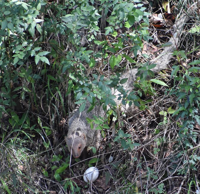 the curious mongoose