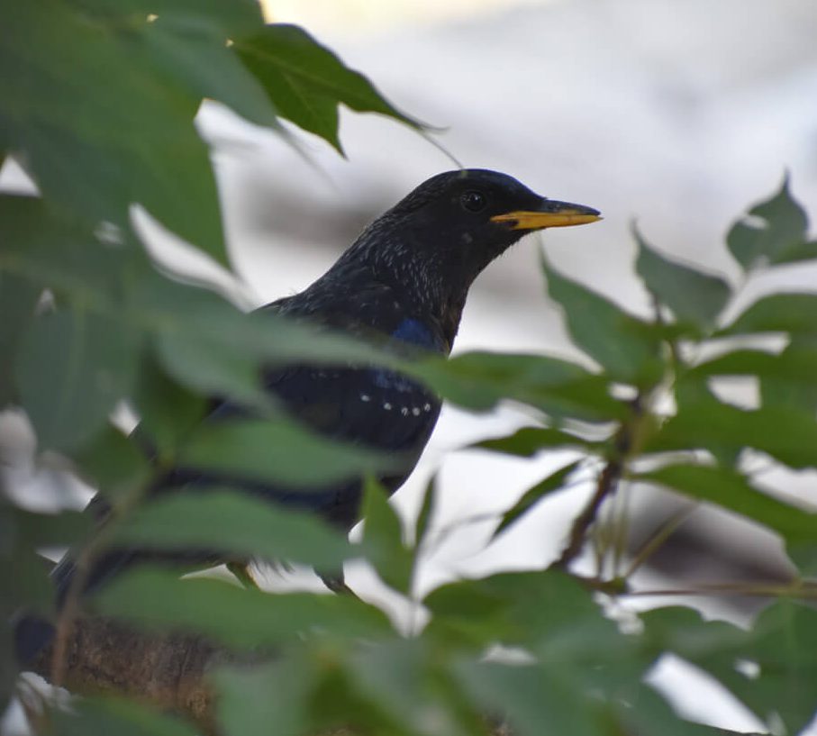 the curious whistling thrush