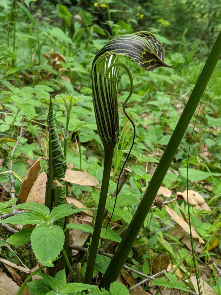 the nag fani herb