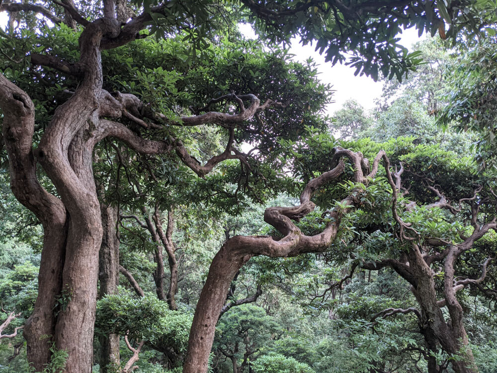 the twisty turny trees of jakhu hill