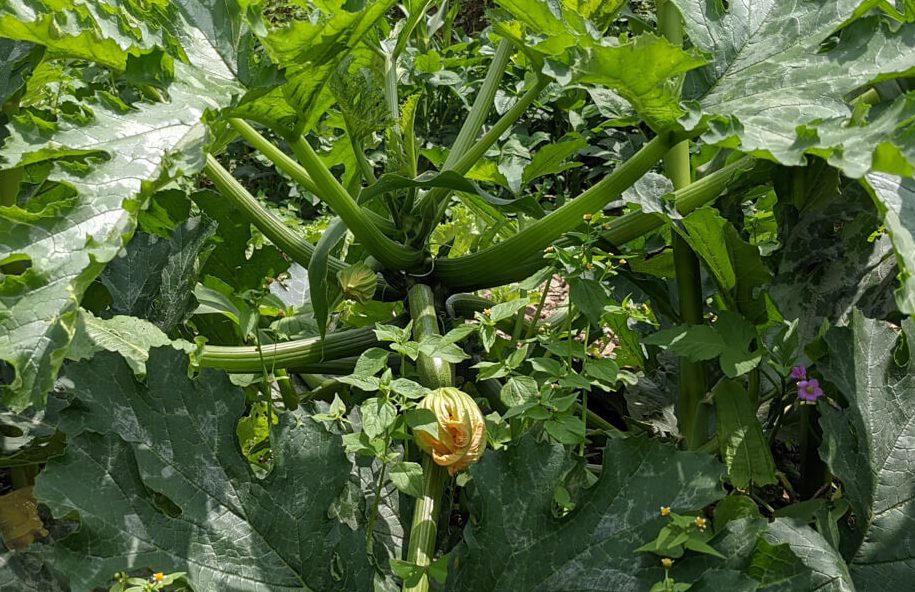 Favorite Himachal Pradesh Moments in 71 Photos 30 the zuccchini plant