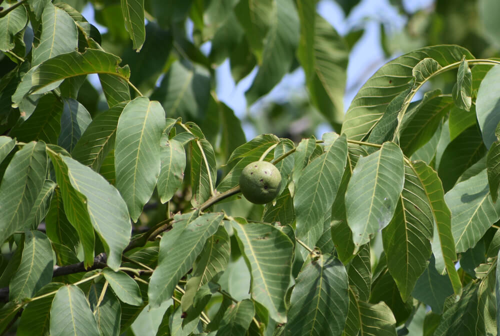 Favorite Himachal Pradesh Moments in 71 Photos 27 walnuts images of himachal pradesh