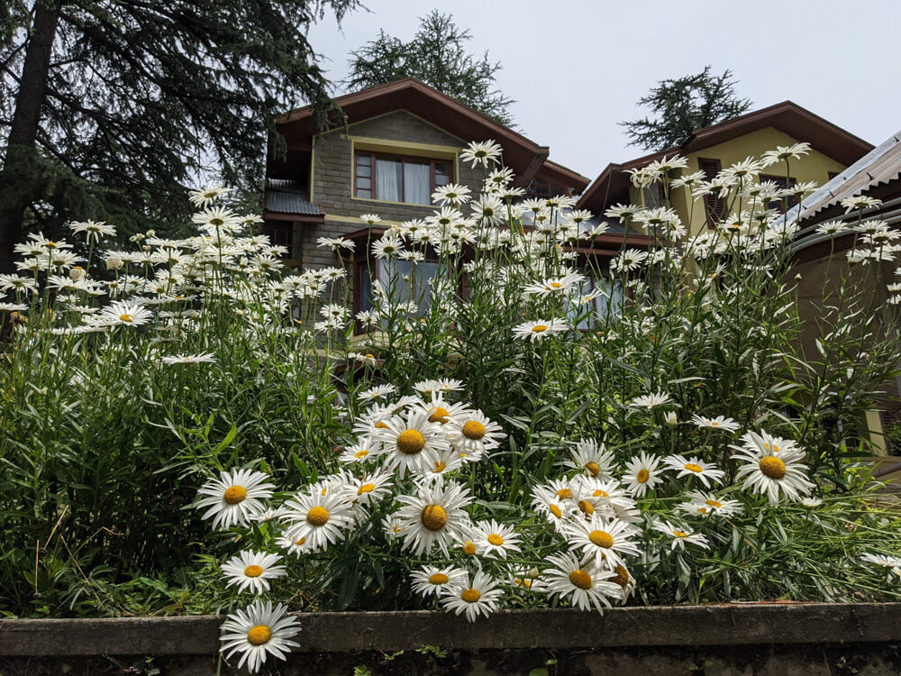 wild flowers of himachal pradesh