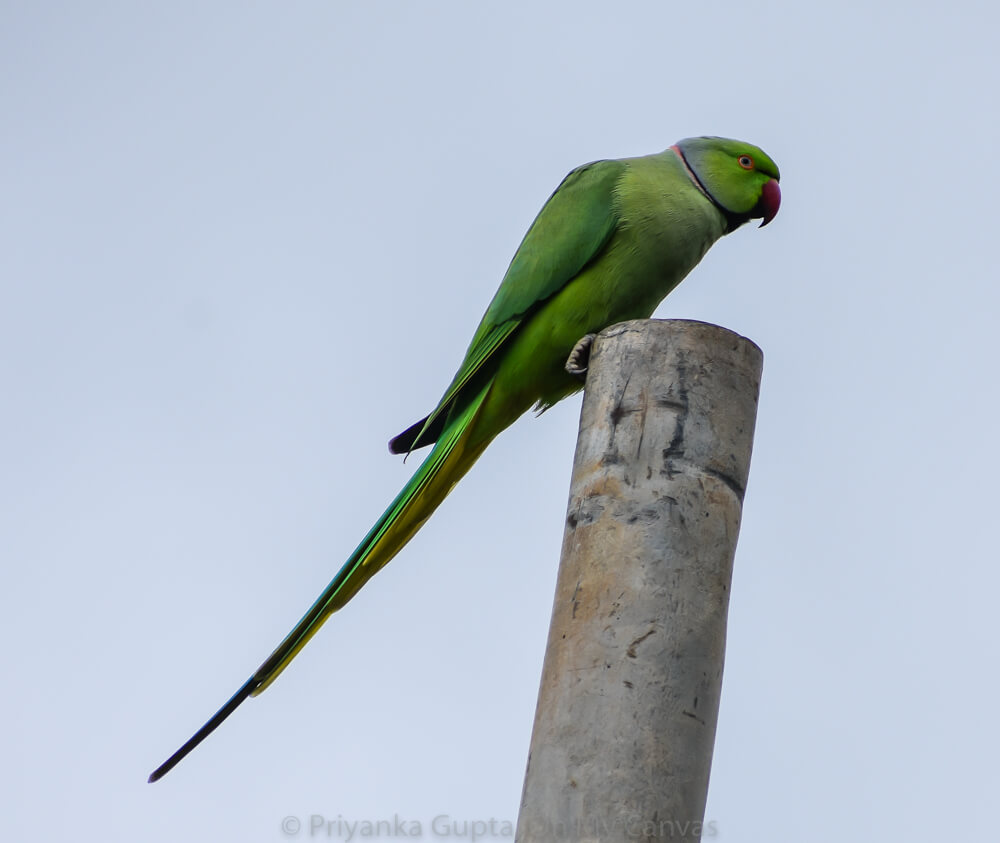 Celebrating My Parrot Mithu With Photos of Indian Parrots 41 bautiful green indian parakeet