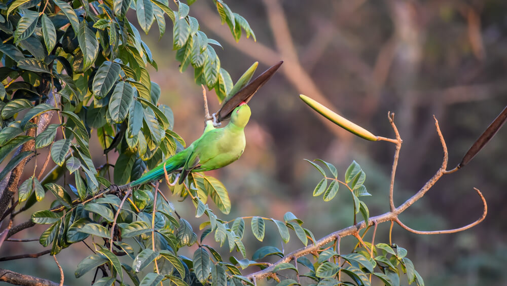 Celebrating My Parrot Mithu With Photos of Indian Parrots 23 dig in mister parrot