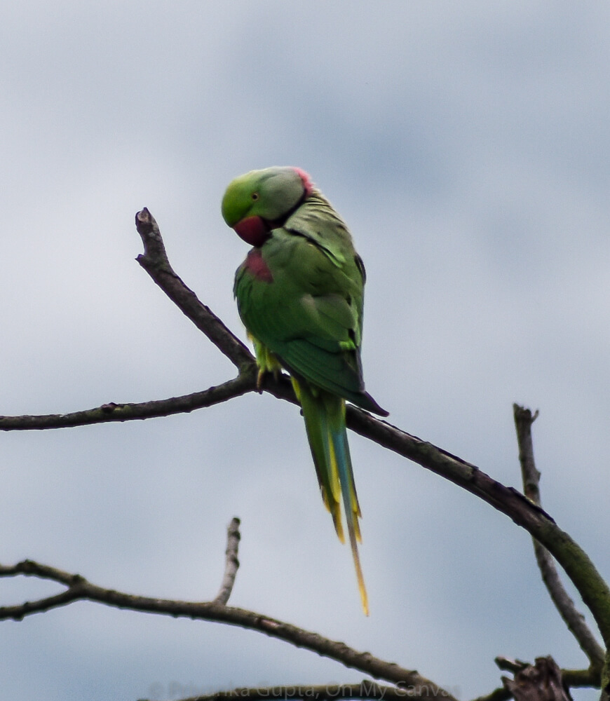 gorgeous india parrot