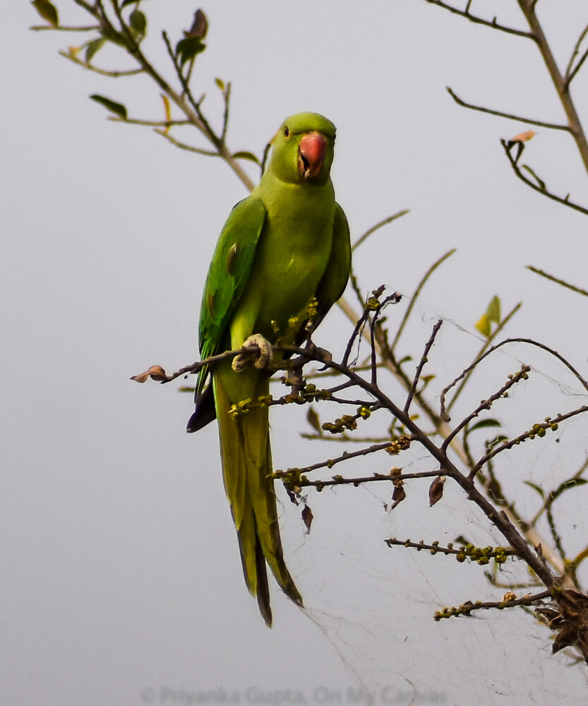 green indian parakeet