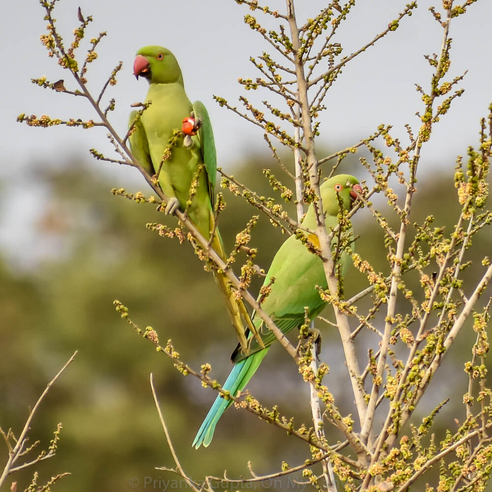 Celebrating My Parrot Mithu With Photos of Indian Parrots 8 green indian parrots eating berries