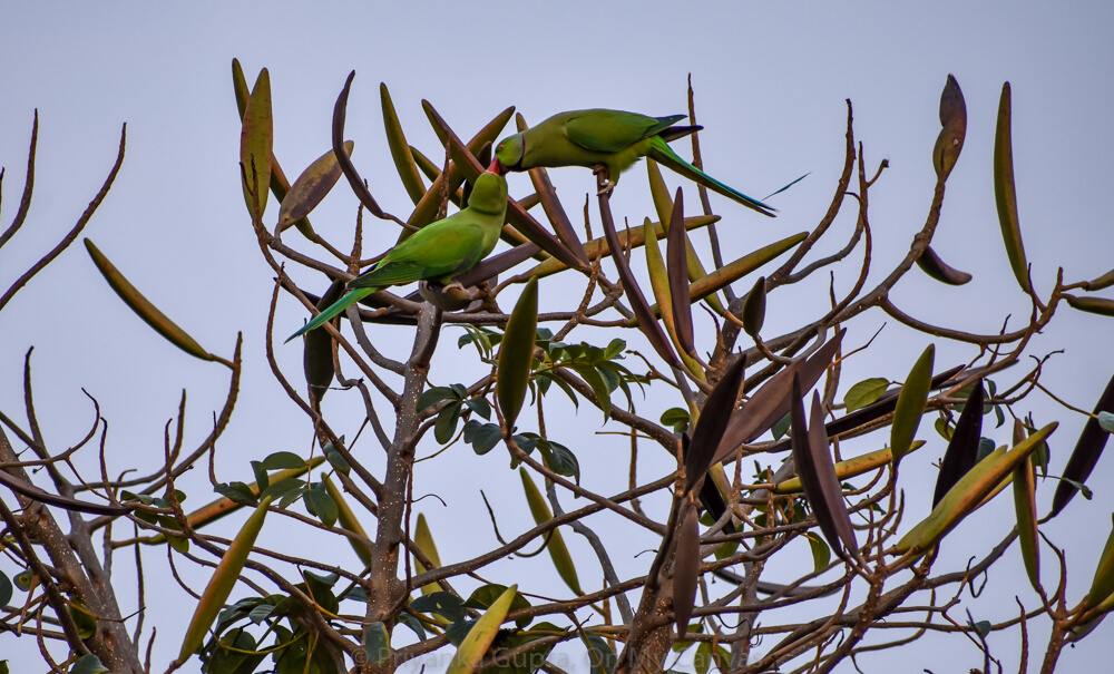 green indian parrots feeding