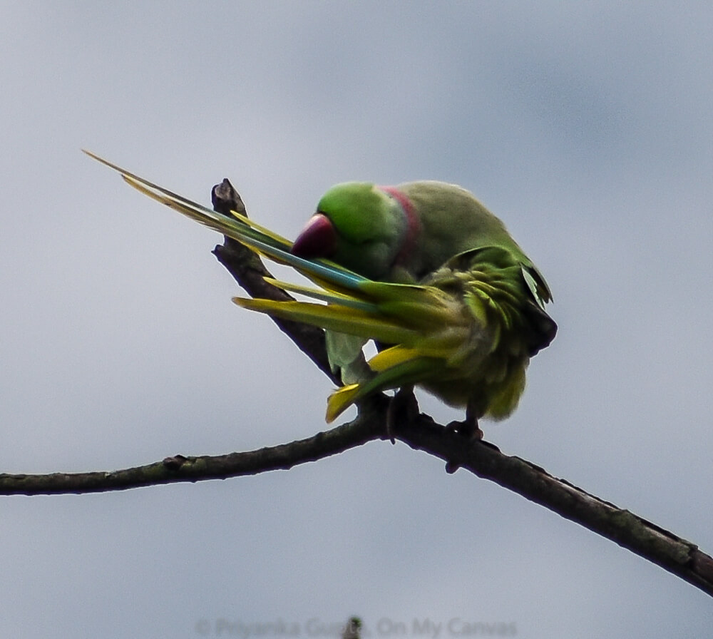 Celebrating My Parrot Mithu With Photos of Indian Parrots 53 green indian ringneck parrot preening