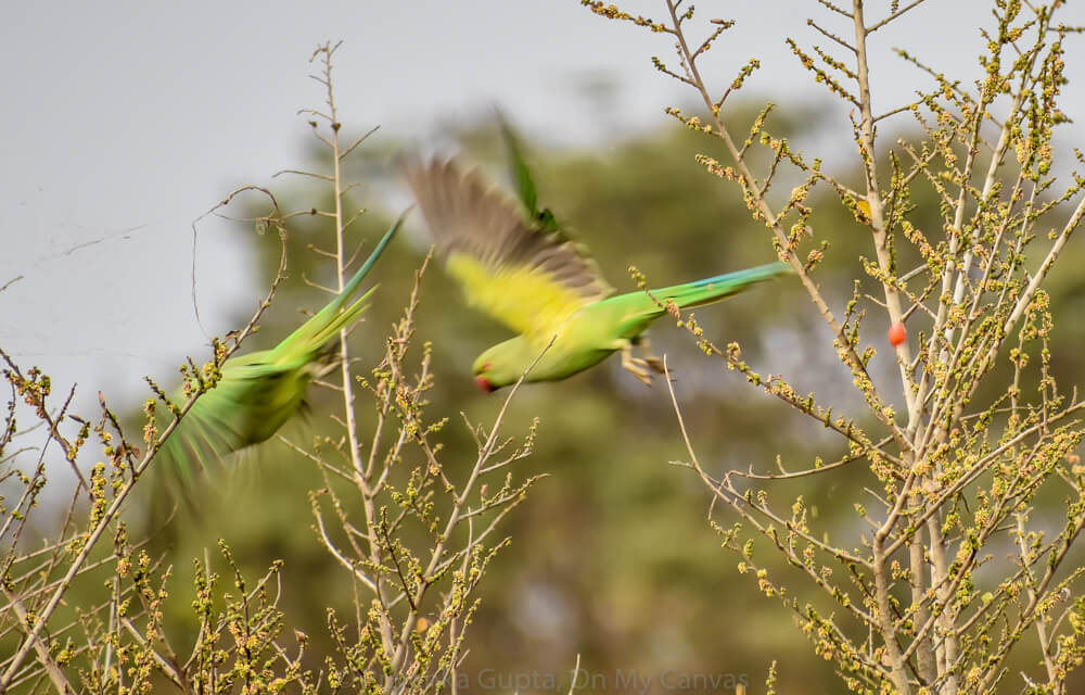 Celebrating My Parrot Mithu With Photos of Indian Parrots 10 green parakeets flying