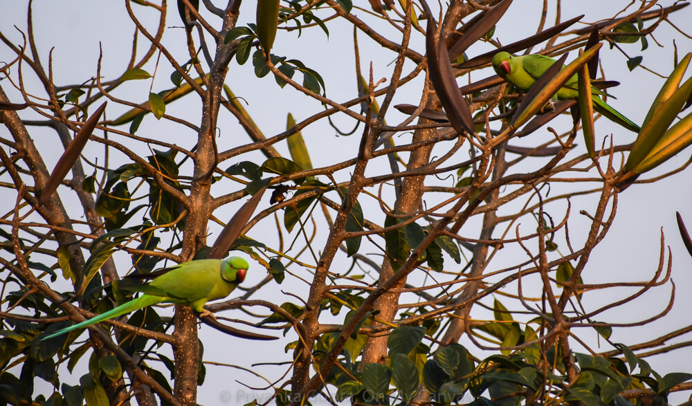 green parrots of india