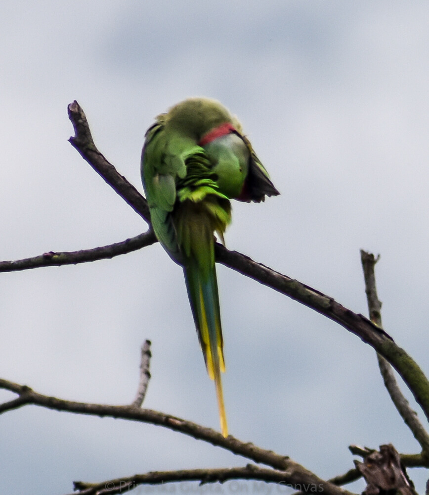 i can do yoga parrot