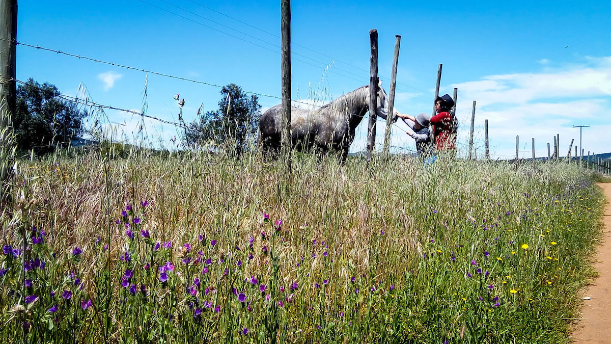 Cultural Differences, a Friend For Life, and Diwali in Chile 5 in countryside cauquenes