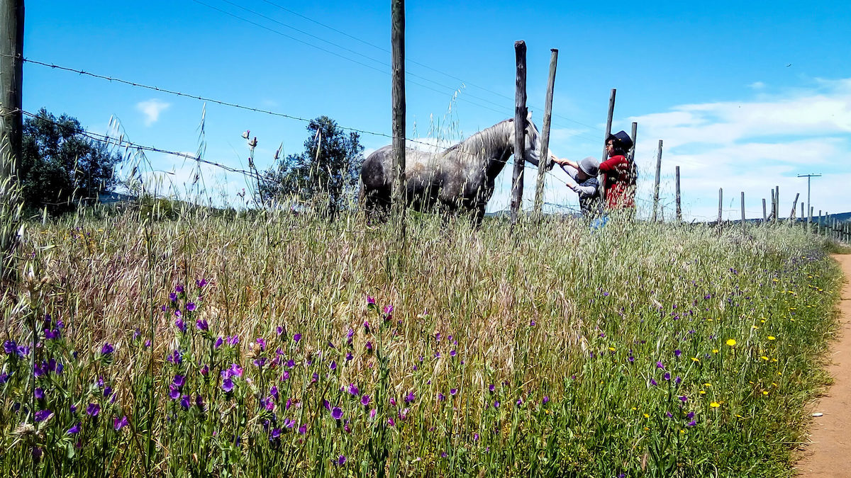 in countryside cauquenes