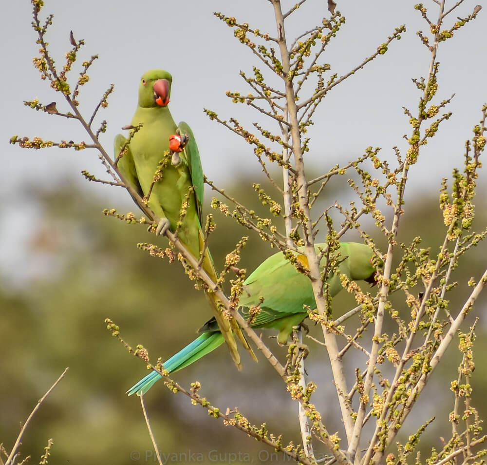indian green parrots eating berries