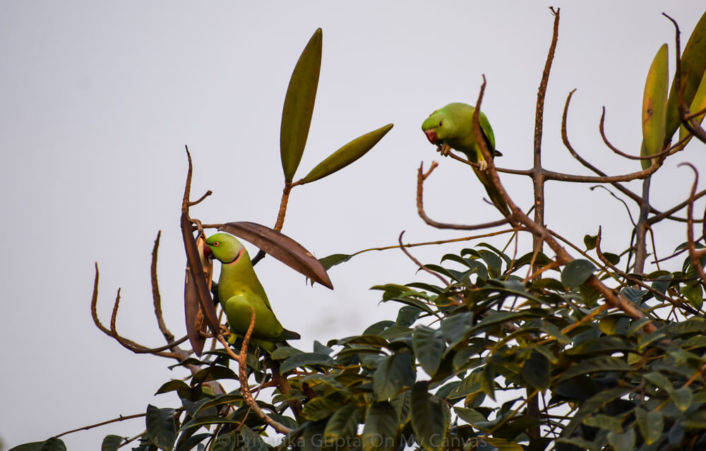 indian neck ring parrot always finding food