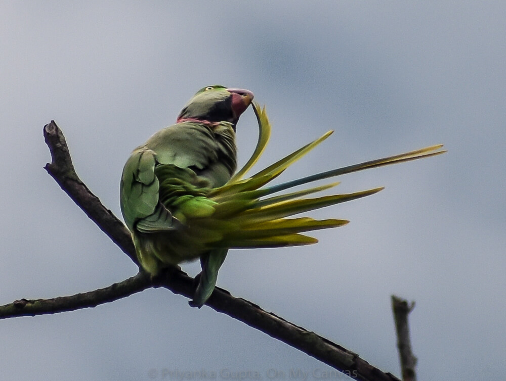 indian neck ring parrot preening