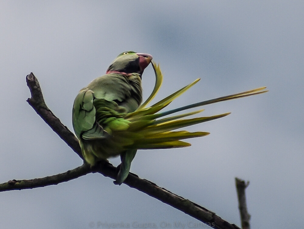 Celebrating My Parrot Mithu With Photos of Indian Parrots 51 indian neck ring parrot preening