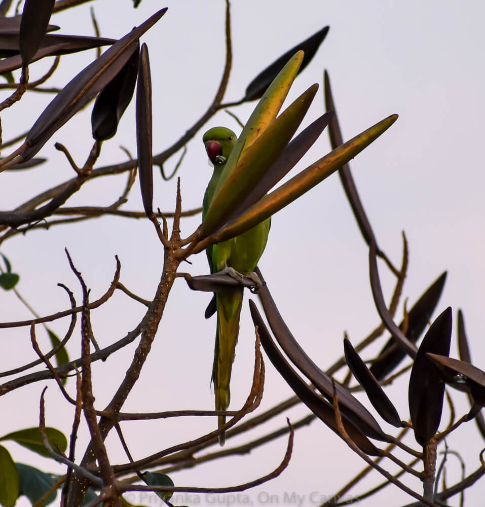 indian parakeet eating