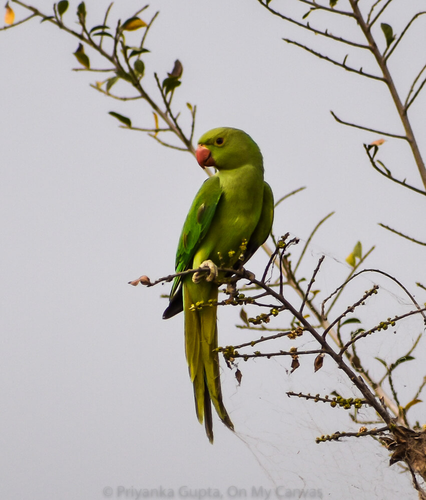Celebrating My Parrot Mithu With Photos of Indian Parrots 6 indian parakeet green