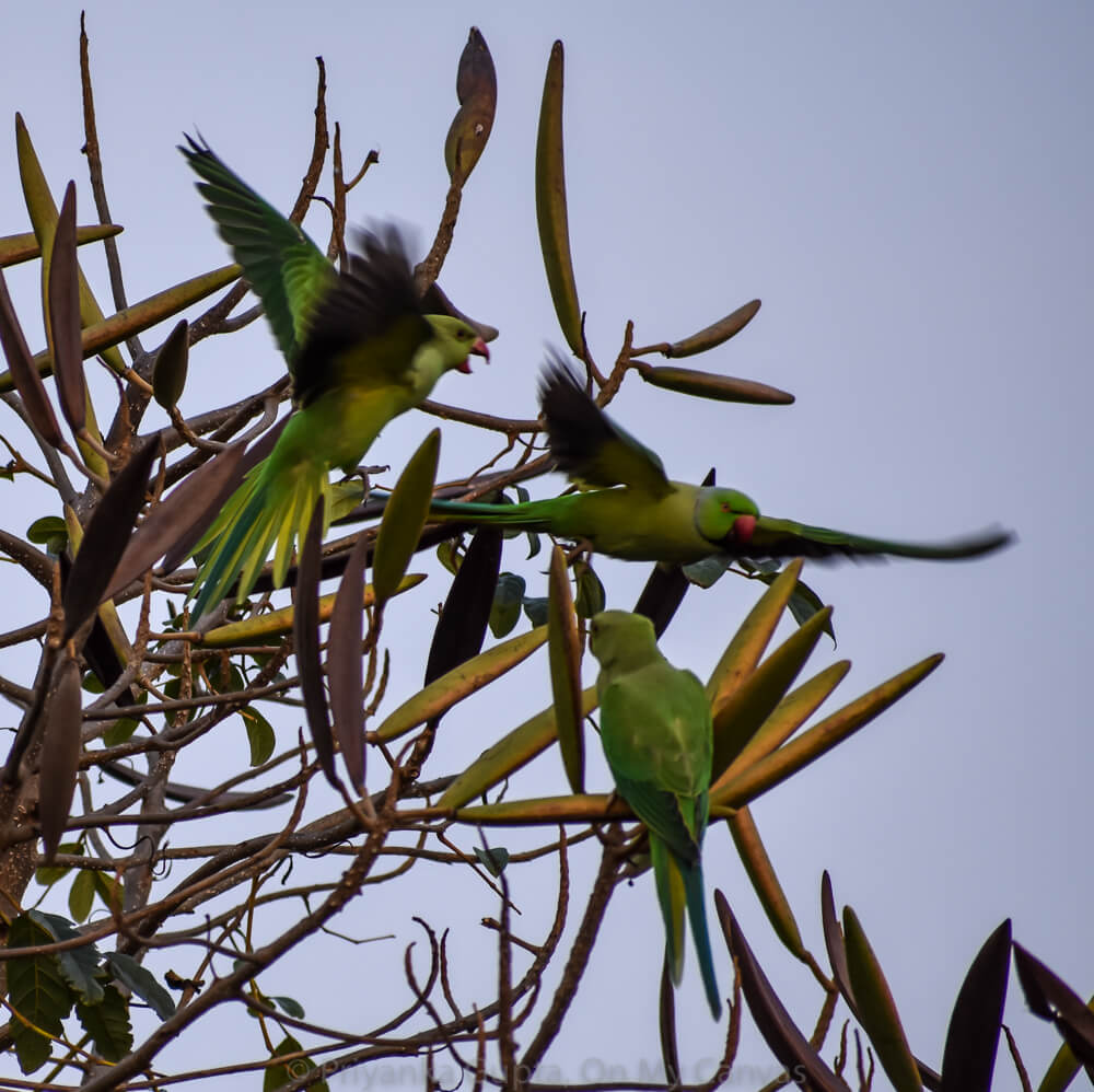 indian parakeets flying