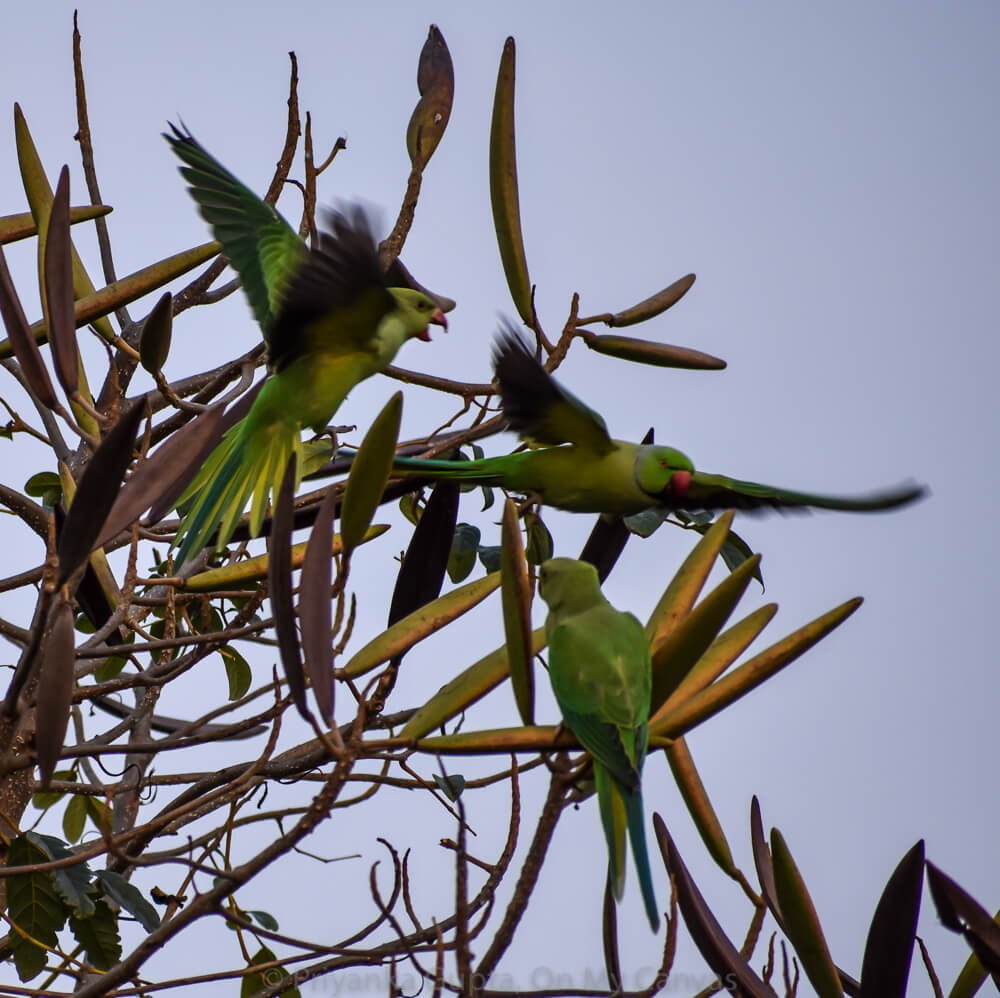 Celebrating My Parrot Mithu With Photos of Indian Parrots 20 indian parakeets flying