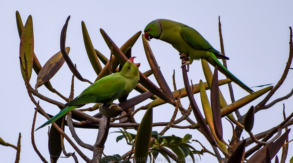 indian parrot baby asking for food