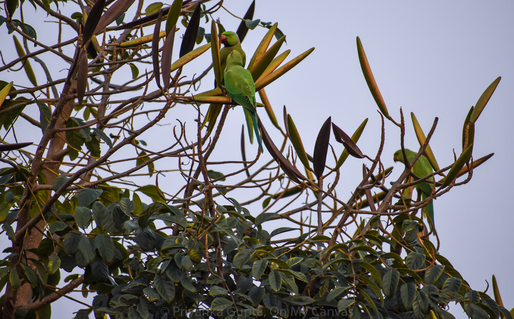 indian parrot bird chick and parent