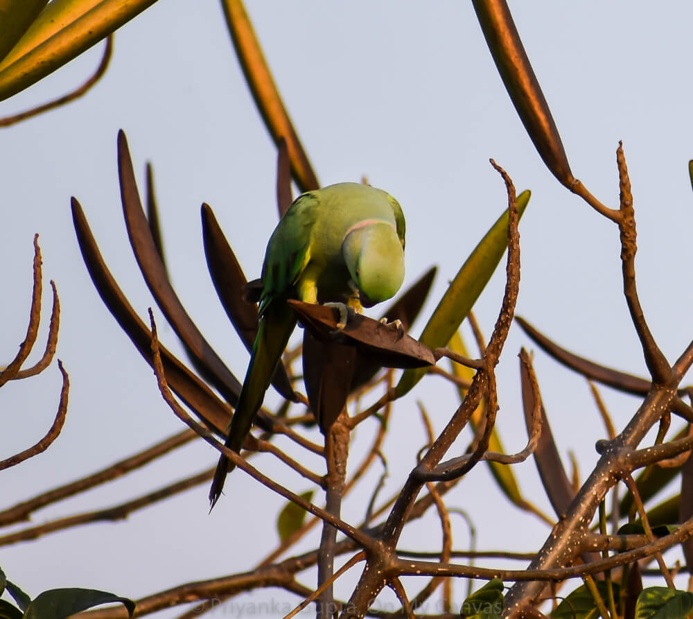 indian parrot bird finding food
