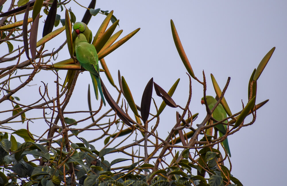 indian parrot bird group