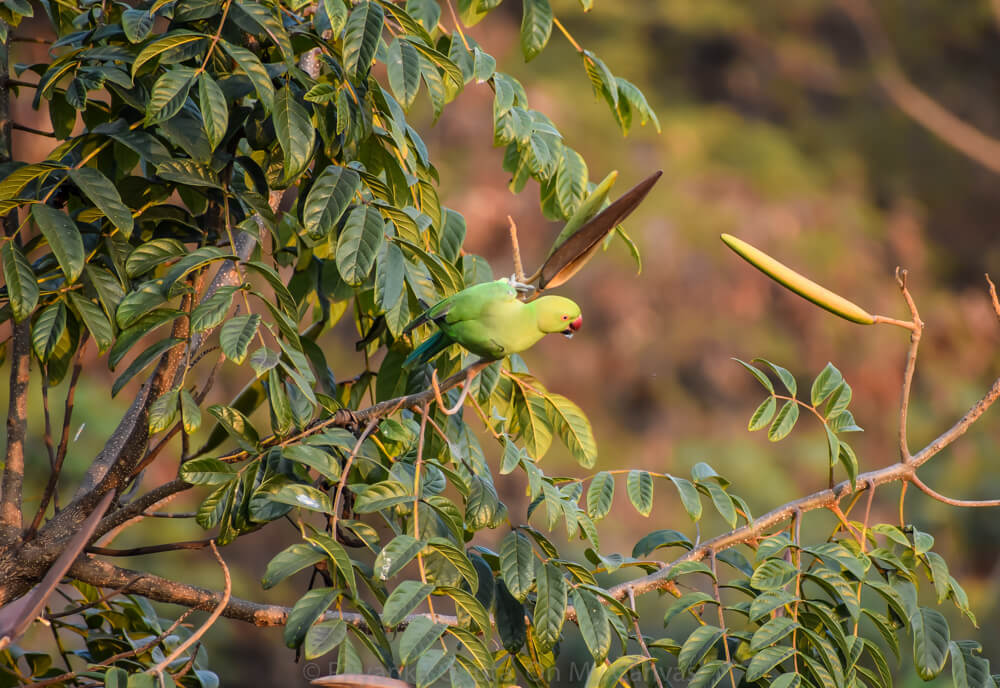 indian parrot eating bean