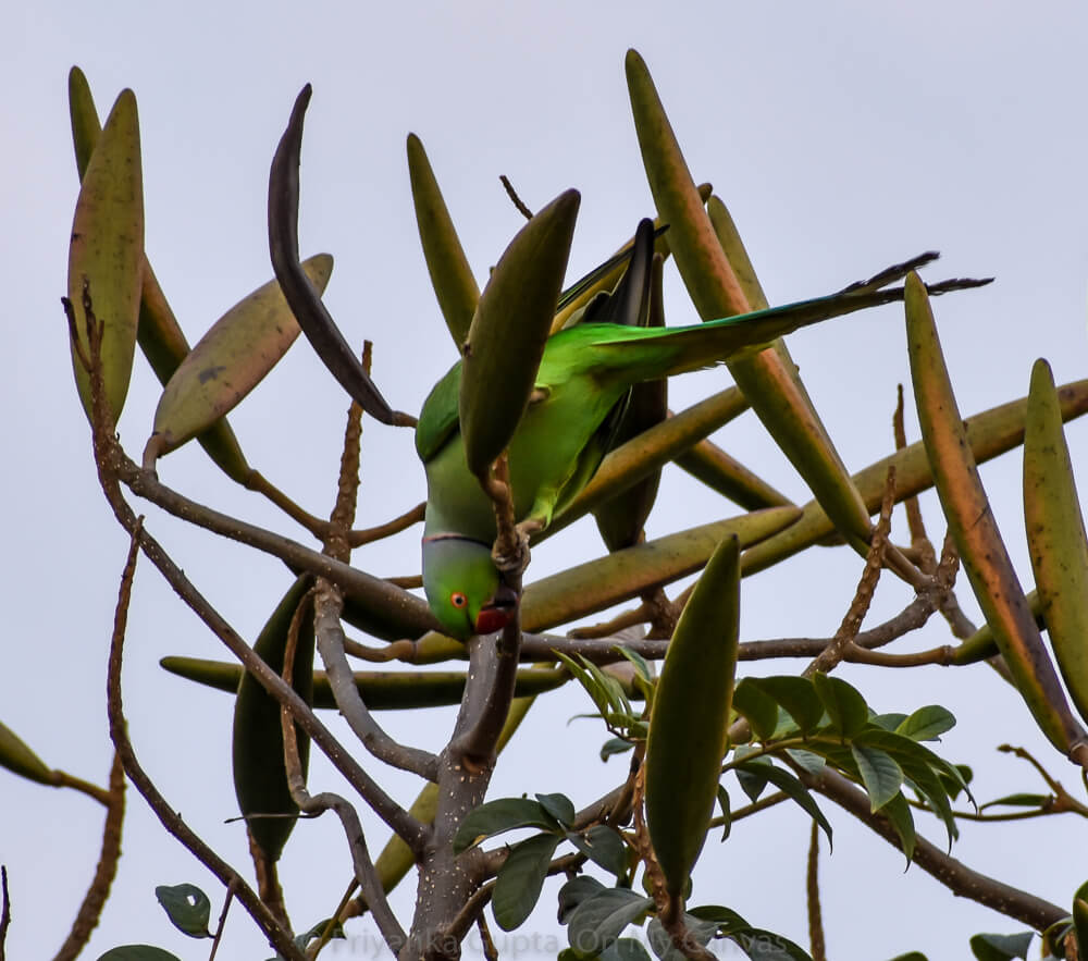 indian parrot hung upside down