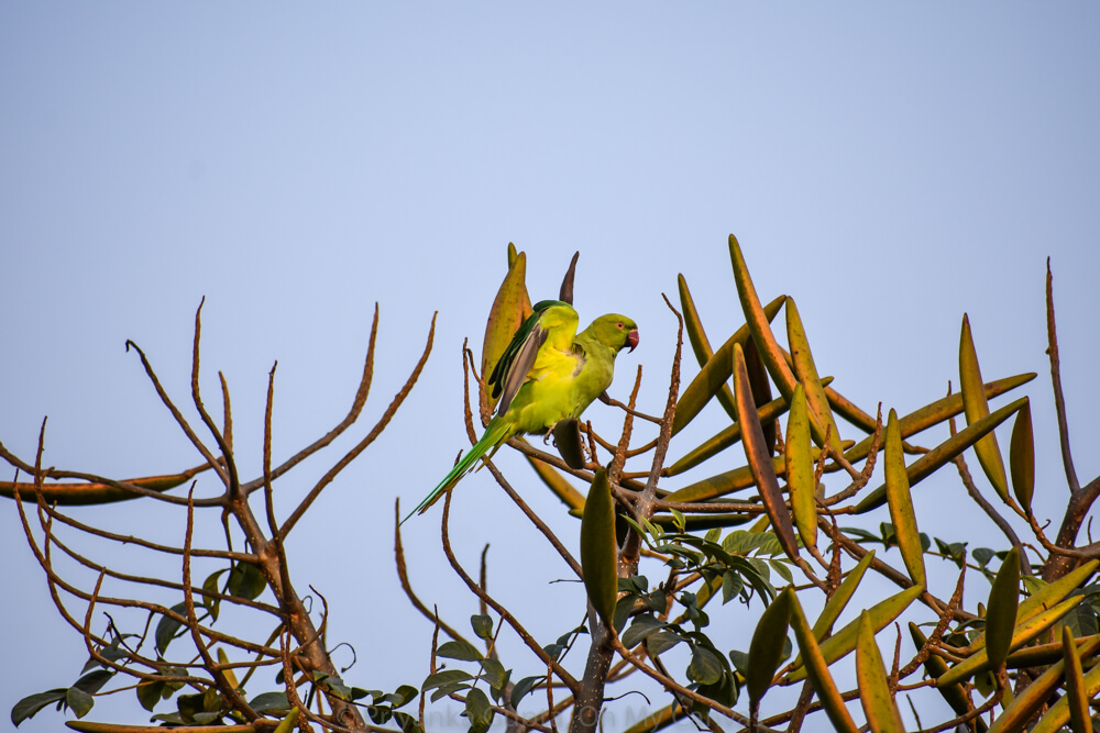 Celebrating My Parrot Mithu With Photos of Indian Parrots 30 indian parrot in glory in bangalore