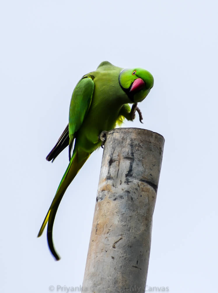 indian parrot in mandi