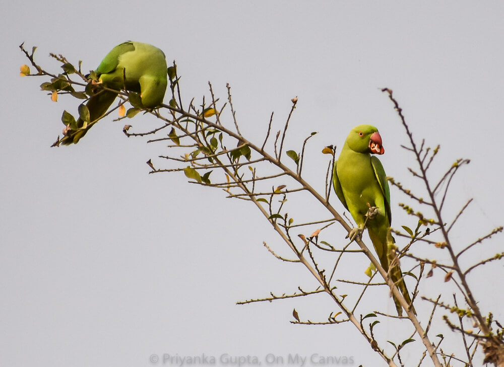 Celebrating My Parrot Mithu With Photos of Indian Parrots 4 indian parrots eating berries on a tree in bangalore