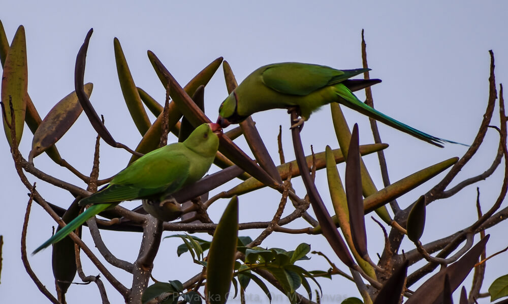 Celebrating My Parrot Mithu With Photos of Indian Parrots 14 indian parrots feeding children