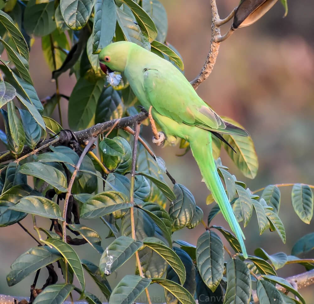 indian parrots found with food in his beak