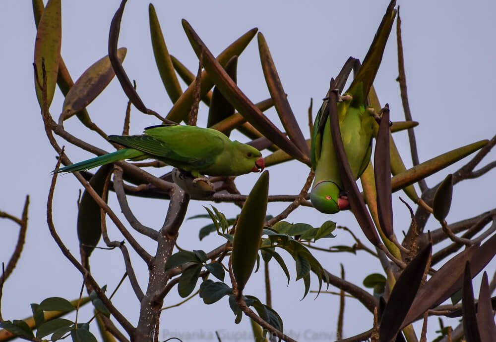 indian red neck parrot and baby