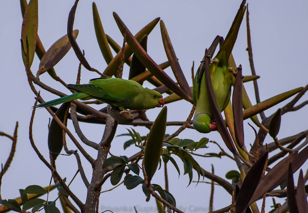 Celebrating My Parrot Mithu With Photos of Indian Parrots 15 indian red neck parrot and baby