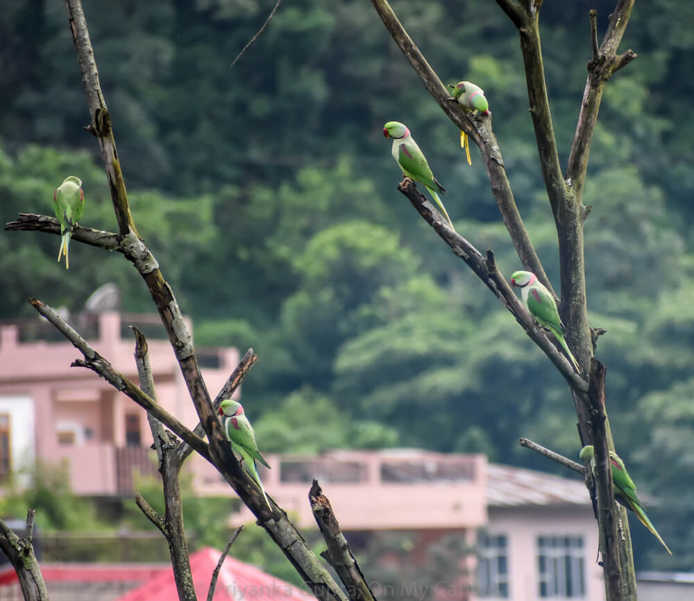 Alexandrine parakeets mandi