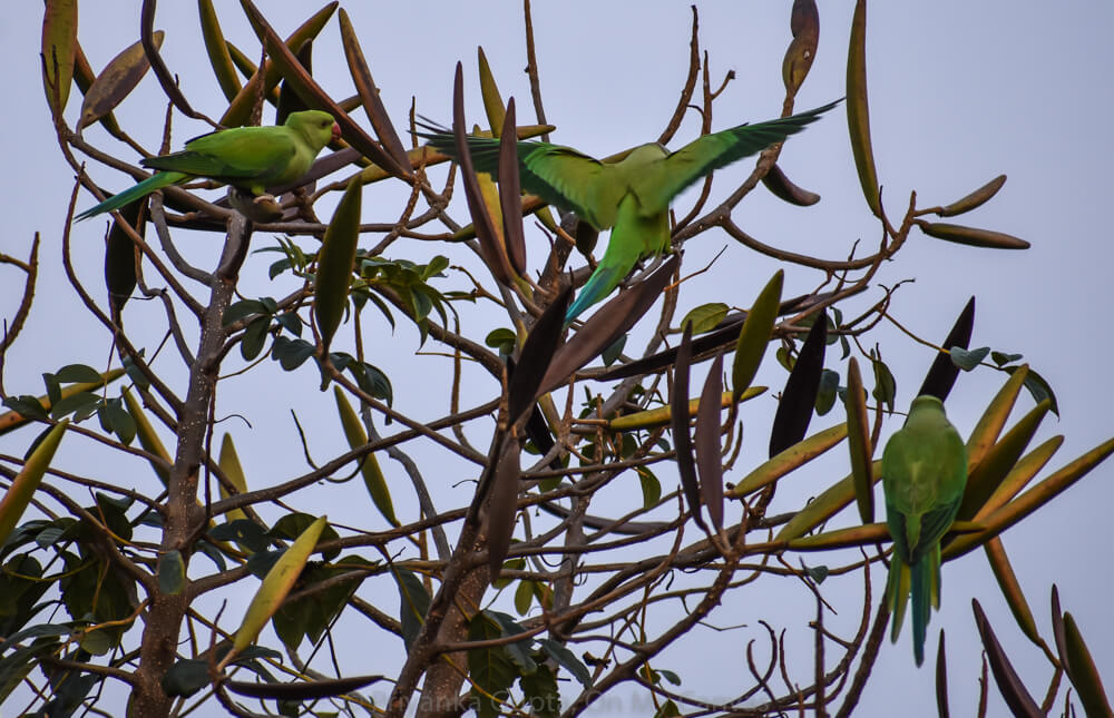 indian redneck parrot flying on copper bean plant