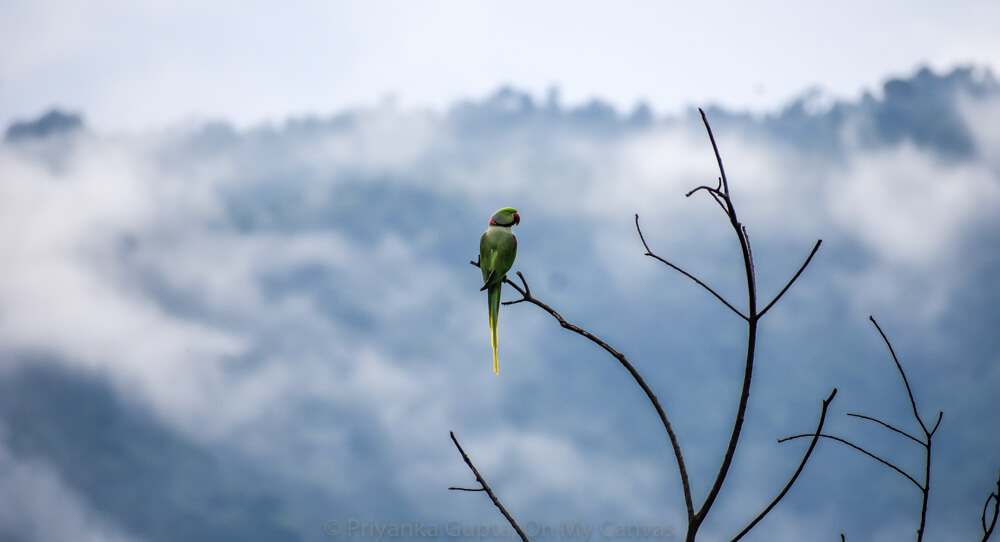 Alexandrine parrots