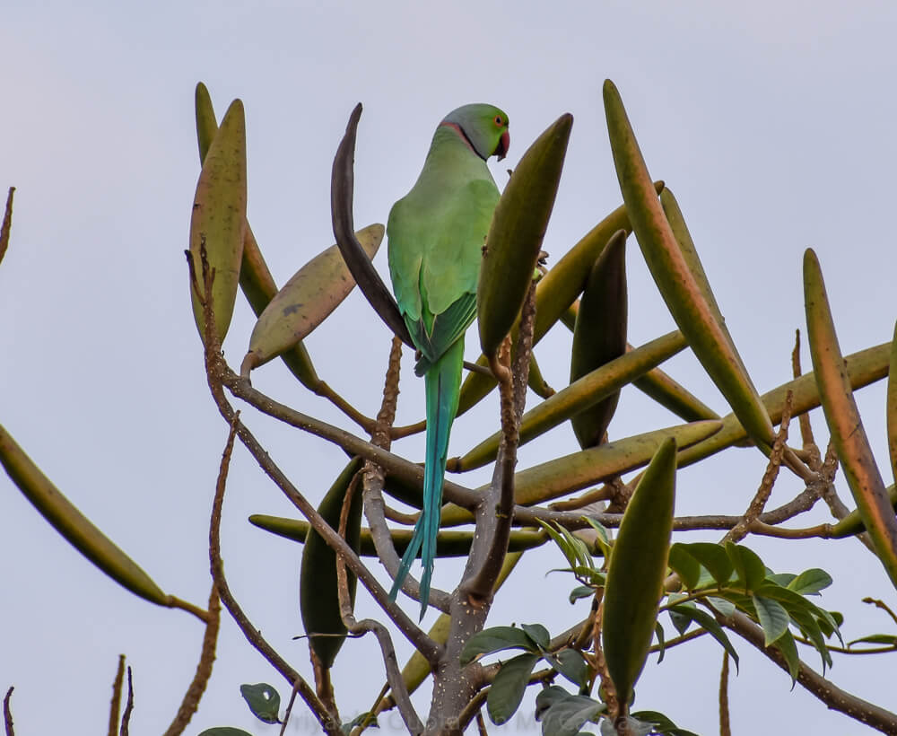 indian rednecked parrot sitting