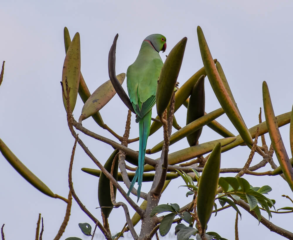 Celebrating My Parrot Mithu With Photos of Indian Parrots 35 indian rednecked parrot sitting