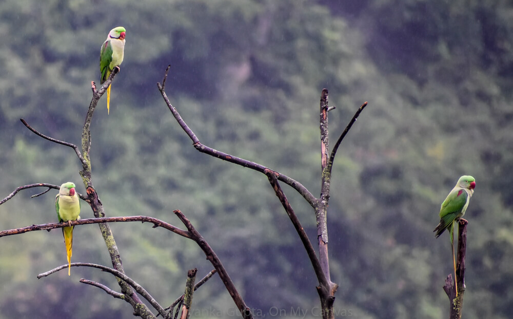 Alexandrine parakeets in mandi himachal