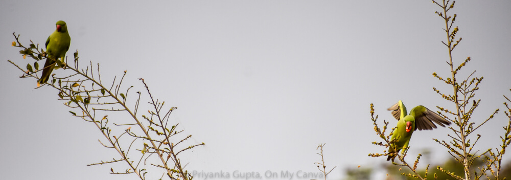 indian ring neck parrots flying