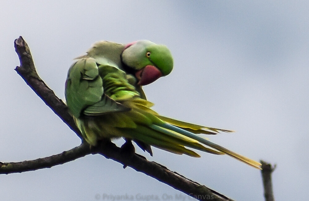 indian ring necked parrot preening