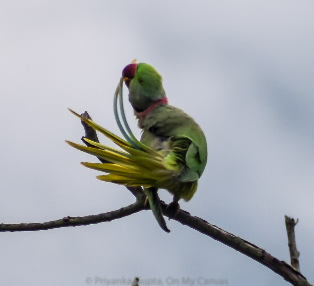 indian ring necked parrot